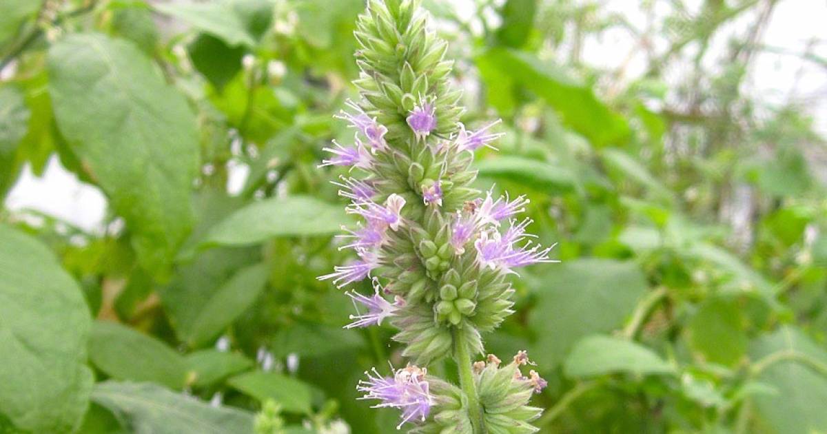 Olio essenziale di Patchouli: ecco perché fa bene