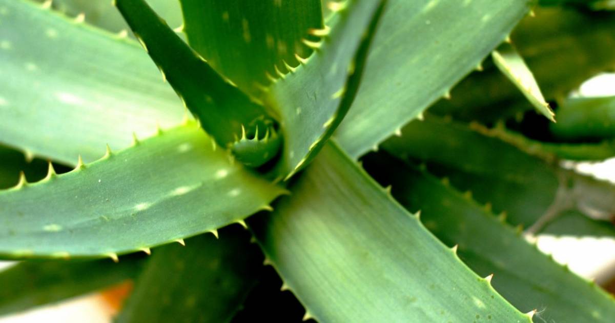 I benefici dell’aloe