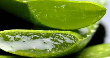 Aloe vera: un toccasana per l´estate